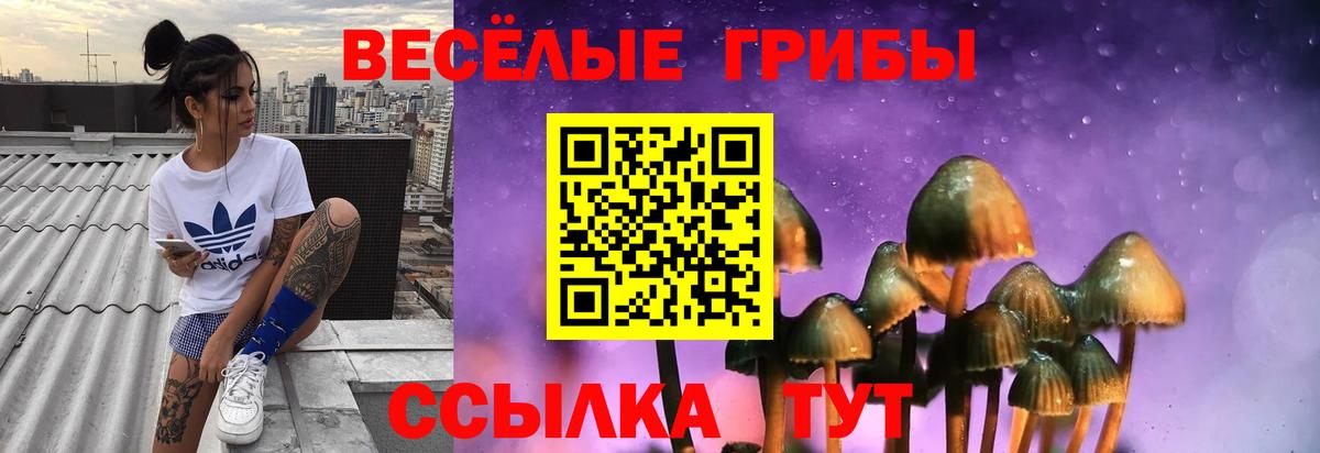 Псилоцибиновые грибы Psilocybe Кингисепп